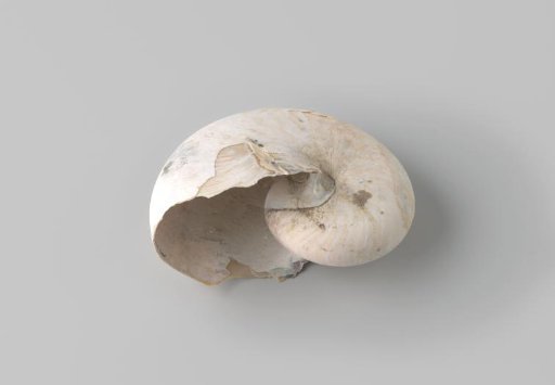 Nautilus pompilius shell from the wreck of the Dutch East India ship Witte Leeuw