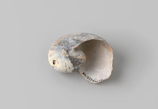 Nautilus pompilius shell from the wreck of the Dutch East India ship Witte Leeuw