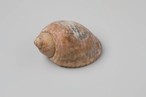 Tonna perdix shell from the wreck of the Dutch East India ship Witte Leeuw