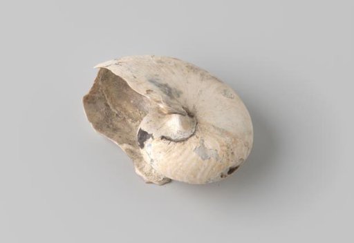 Nautilus pompilius shell from the wreck of the Dutch East India ship Witte Leeuw