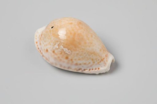Erosaria spurca shell from the wreck of the Dutch East India ship Witte Leeuw