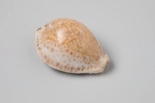 Erosaria spurca shell from the wreck of the Dutch East India ship Witte Leeuw