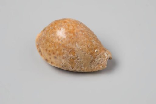 Erosaria spurca shell from the wreck of the Dutch East India ship Witte Leeuw