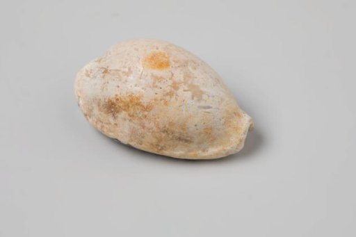 Erosaria spurca shell from the wreck of the Dutch East India ship Witte Leeuw