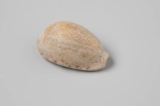 Erosaria spurca shell from the wreck of the Dutch East India ship Witte Leeuw