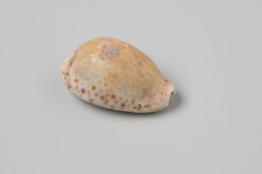 Erosaria spurca shell from the wreck of the Dutch East India ship Witte Leeuw