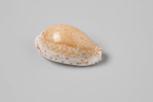 Erosaria spurca shell from the wreck of the Dutch East India ship Witte Leeuw