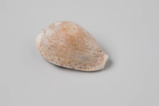 Erosaria spurca shell from the wreck of the Dutch East India ship Witte Leeuw