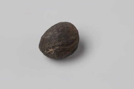 Nutmeg from the VOC ship 'Witte Leeuw'