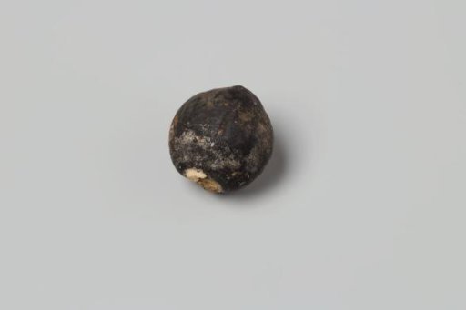 Cashew nut from the VOC ship 'Witte Leeuw'