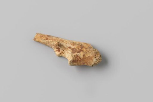 Sheep or goat bone from the wreck of the East Indiaman Hollandia