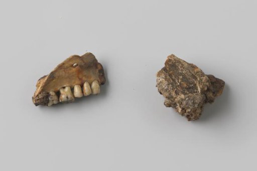 Fragment of a human upper jaw with teeth and a piece of concreted material from the wreck of the East Indiaman Hollandia