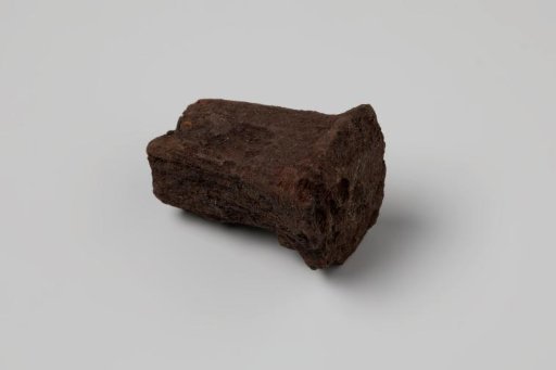 Fragment of a Hammerhead from the Wreck of the East Indiaman Hollandia