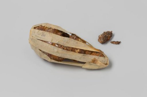 Concretion from the wreck of the East Indiaman Hollandia