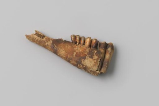 Fragment of a sheep or goat lower jaw with teeth from the wreck of the East Indiaman Hollandia