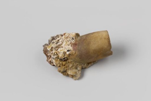 Pipe bowl in concretion from the wreck of the East Indiaman Hollandia