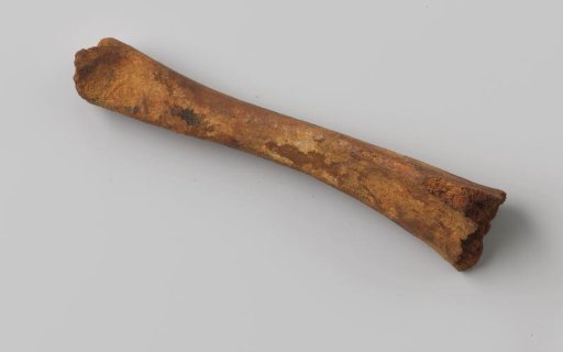 Tibia of a pig from the wreck of the East Indiaman Hollandia