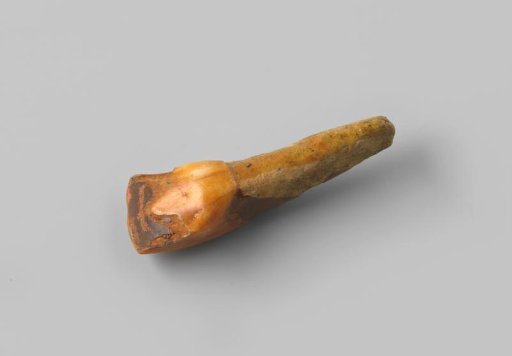 Tusk of an animal from the wreck of the East Indiaman Hollandia