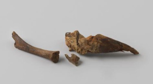 Pig bone fragments from the wreck of the East Indiaman Hollandia