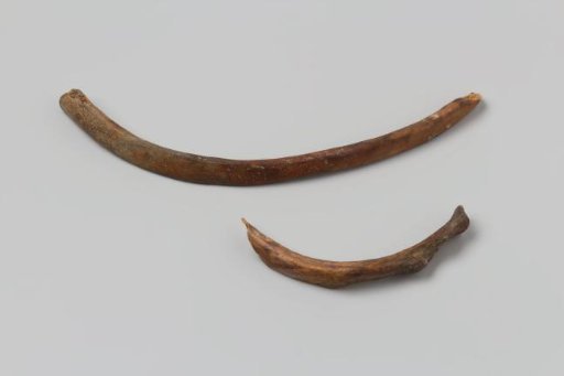 Human ribs from the wreck of the East Indiaman 't Vliegend Hart
