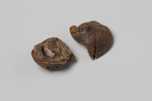 Beechnut from the Wreck of the East Indiaman 't Vliegend Hart