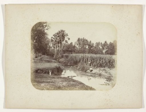 A Flowering Sugarcane Field
