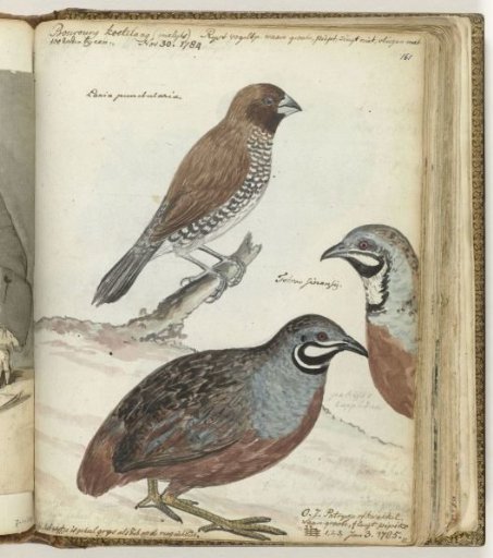 Rice Bird and Javanese Frogs