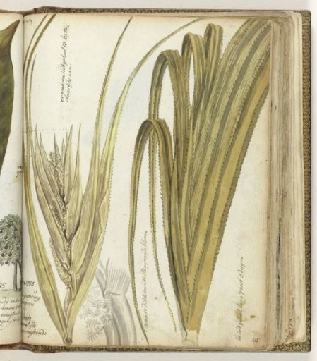 Poedak, Javanese Flower