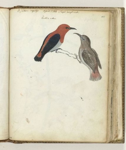 Javanese Birds