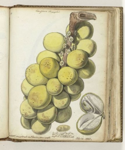 Lansat, a Javanese fruit