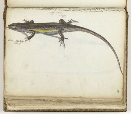 Land and water lizard