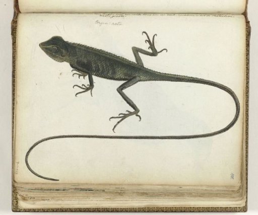 Tree lizard