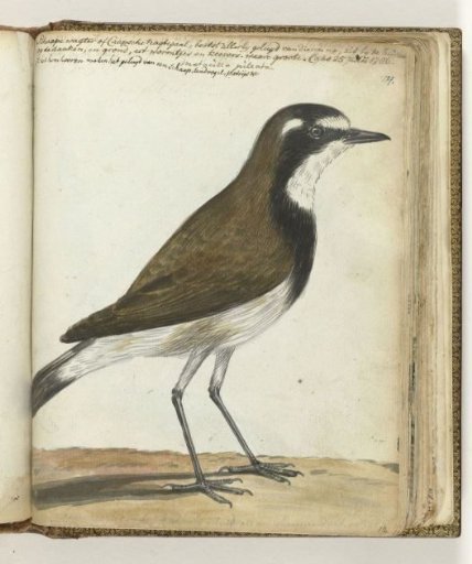 Sheepbird or Cape nightingale