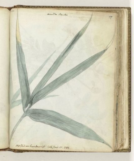 The leaf of bamboo reed