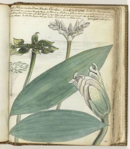 Cape flower