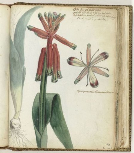 Cape flower