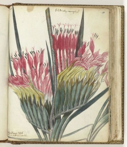 Cape flower