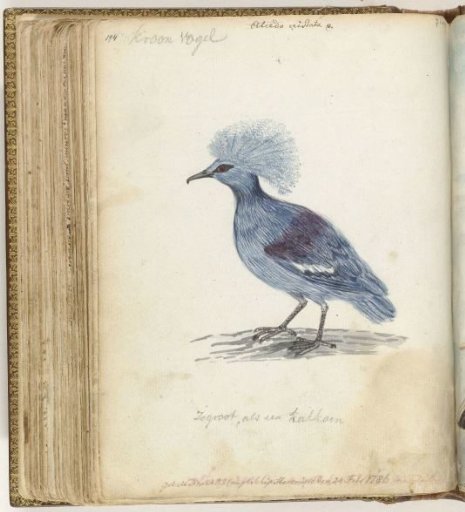 Crowned Pigeon