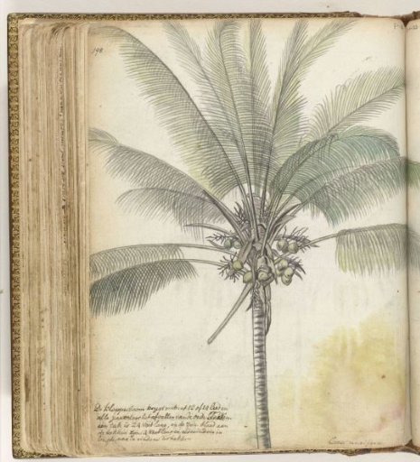 Coconut tree