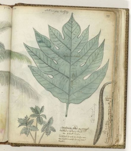 Betel Leaf and Fruit
