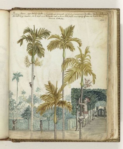 Areca Palm Trees near an Estate
