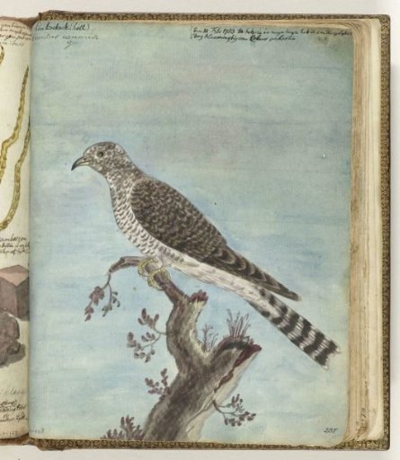 Dutch Cuckoo
