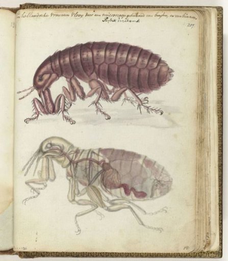 Dutch Flea