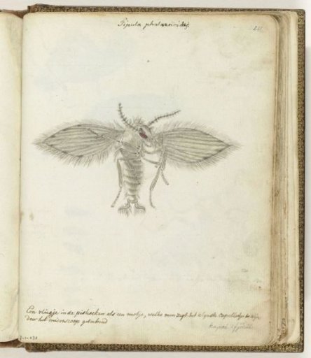 Little Fly