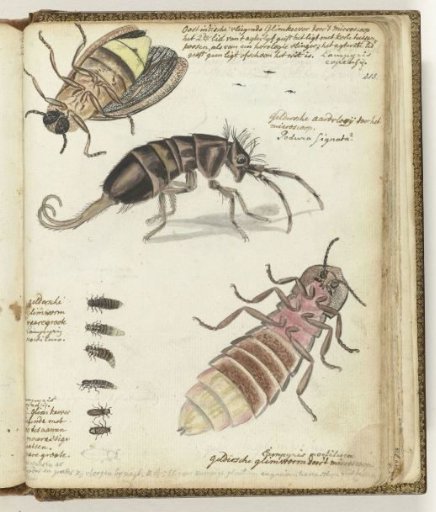 Java and Gelderland Glowworms