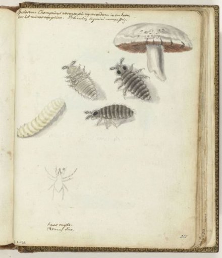 Mushroom Worms