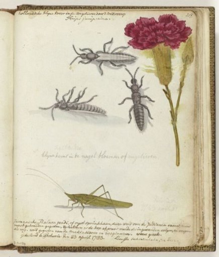 Dutch Beetle and Java Rice Locust
