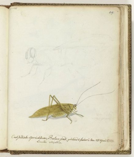 Java Locust