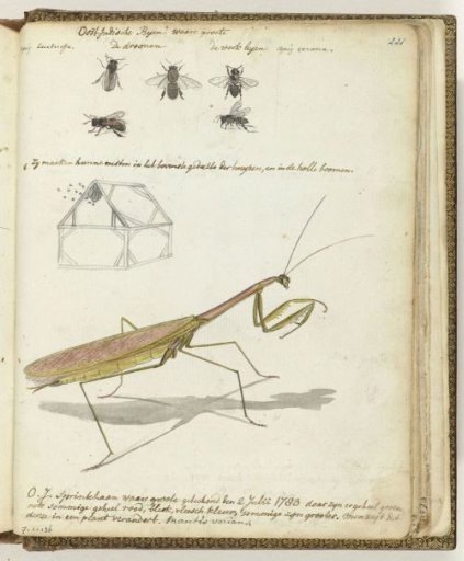 Java Bees and Locust
