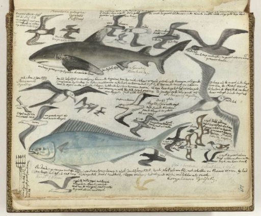 Sea birds and sea fish